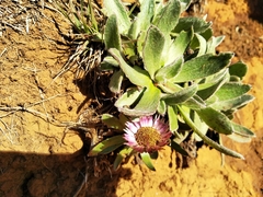 Helichrysum ecklonis
