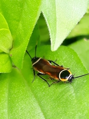 Pseudomops neglectus