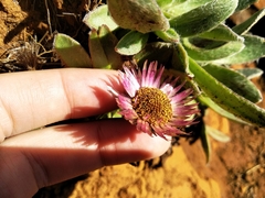 Helichrysum ecklonis