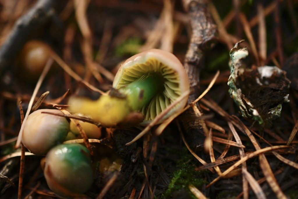 Gliophorus psittacinus · November 2025 · photo: © cryptomarasmius (iNaturalist, cc-by)