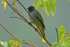 Brachypodius melanocephalos