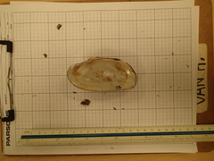 Strophitus undulatus