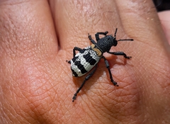 Aegorhinus phaleratus