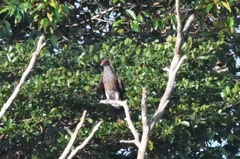 Patagioenas speciosa