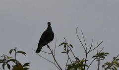 Patagioenas speciosa