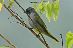 Brachypodius melanocephalos