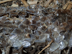 Pituophis catenifer