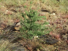 Asparagus nelsii