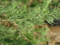 Asparagus nelsii