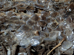 Pituophis catenifer