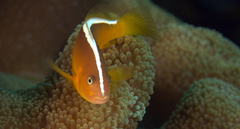 Amphiprion sandaracinos