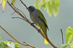 Brachypodius melanocephalos