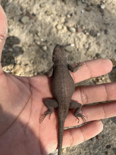 Yarrow's Spiny Lizard, Sceloporus cyanostictus