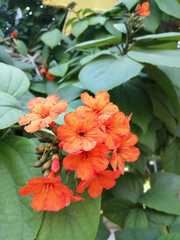 Cordia sebestena