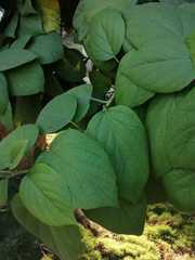 Cordia sebestena