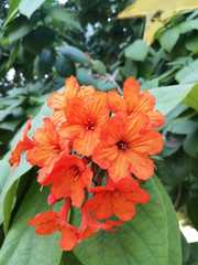 Cordia sebestena