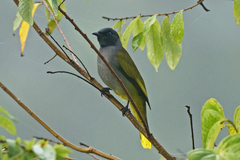 Brachypodius melanocephalos