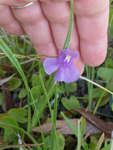 Utricularia tricolor