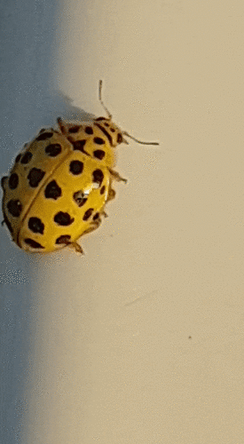 22-spot Ladybird