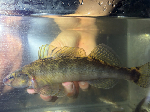 Freckled darter (Percina lenticula) — Percidae