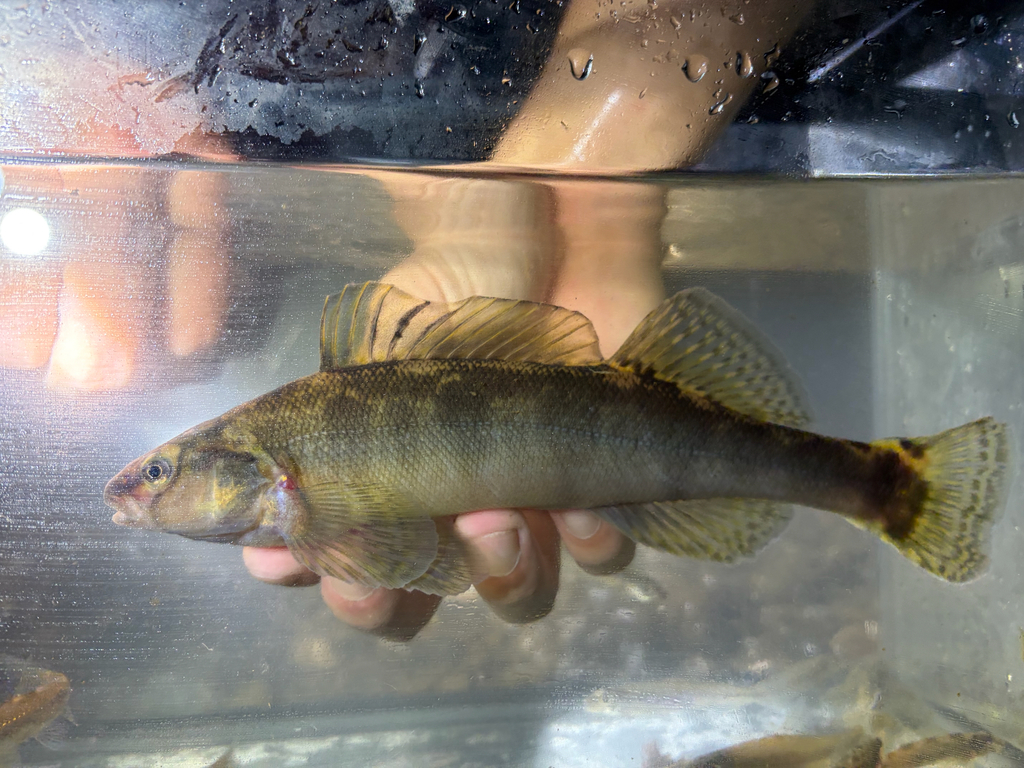 Freckled Darter