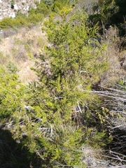 Juniperus deppeana deppeana
