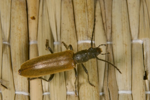 Sparedrus testaceus, 2025-06-15