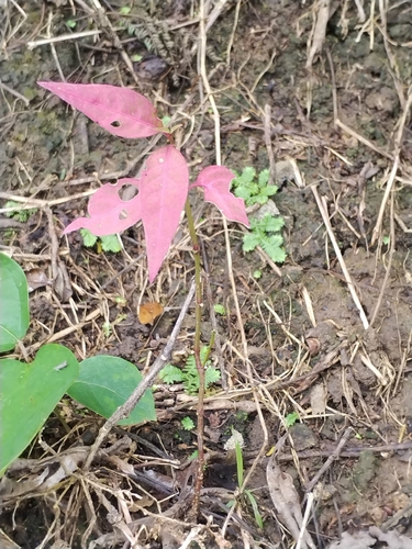 Bursera roseana Rzed., Calderón & Medina 3