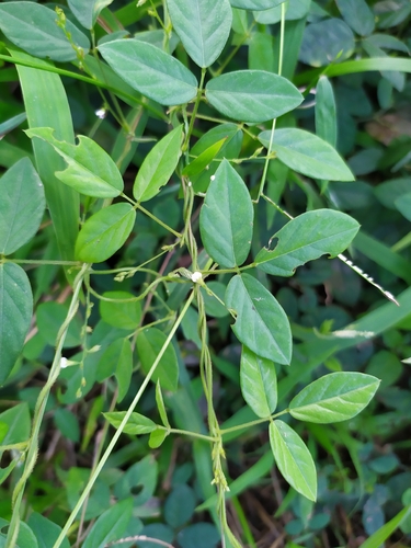 Teramnus labialis observed 2025-11-24