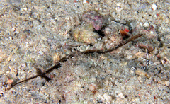 Micrognathus andersonii