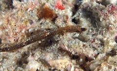Micrognathus andersonii