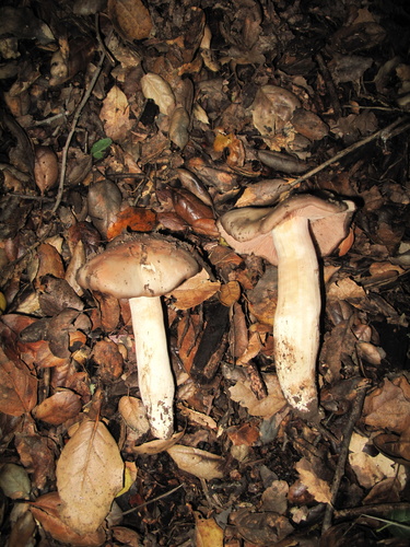 iNaturalist observation photo of Bleachy Entoloma