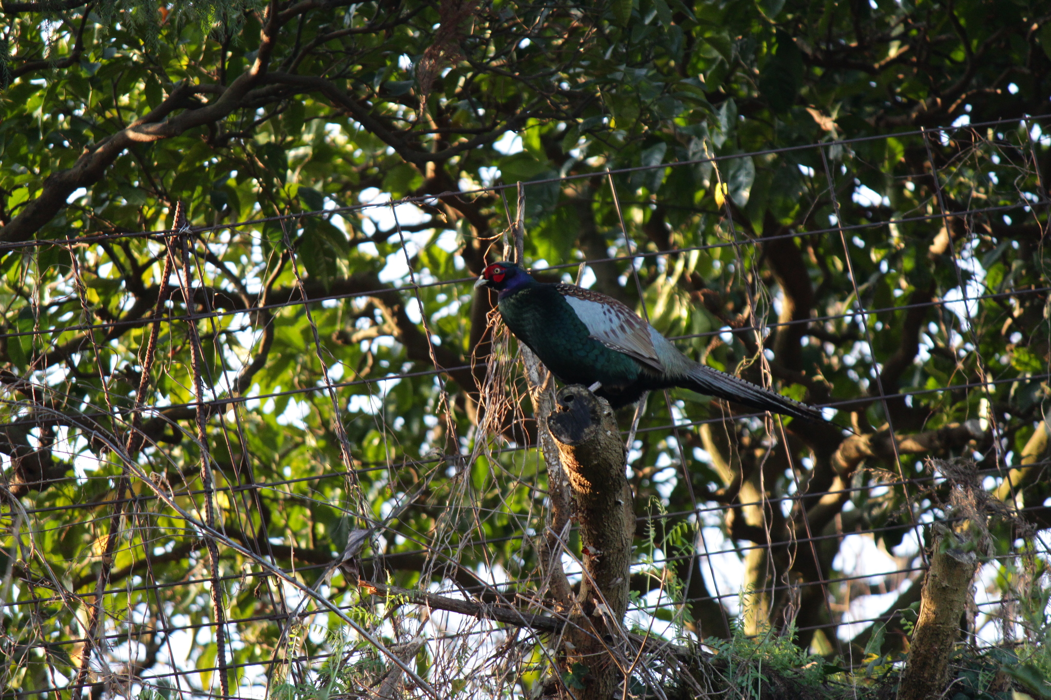 Green Pheasant