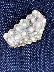 Sphaerechinus granularis