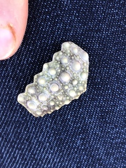 Sphaerechinus granularis