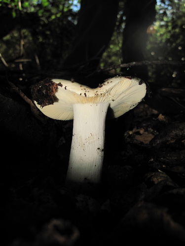 iNaturalist observation photo of brittlegills