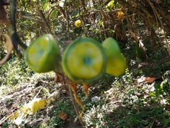 Leuenbergeria bleo