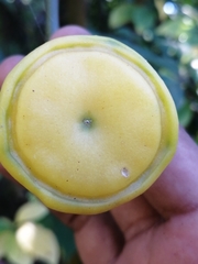 Leuenbergeria bleo