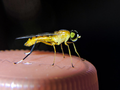 Ptecticus nigritarsis