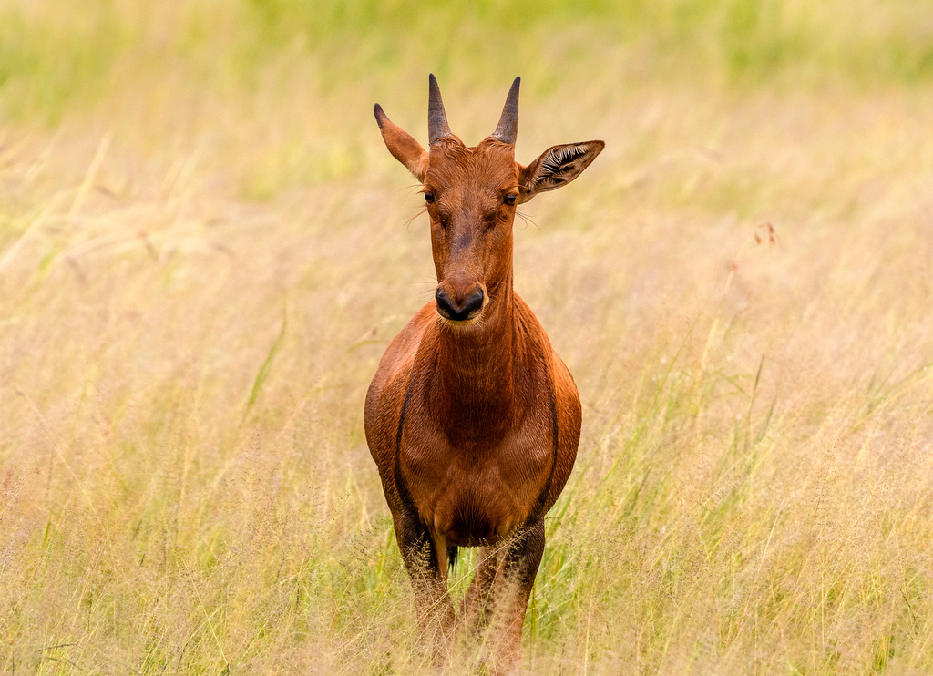 Damaliscus lunatus jimela, Serengeti, Serengeti National Park, TZ-MA, TZ, by nevakee716