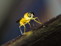 Ptecticus nigritarsis