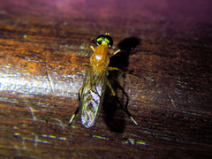 Ptecticus nigritarsis