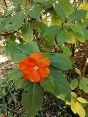 Leuenbergeria bleo