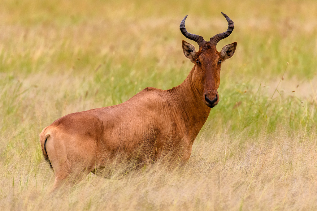 Coke’s hartebeest, Serengeti National Park, Tanzania, photographed by M P (Nevakee716)