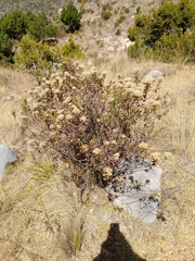 Chromolaena collina