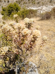Chromolaena collina