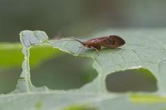 Anabolia