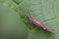 Anabolia