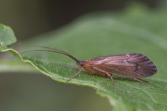 Anabolia