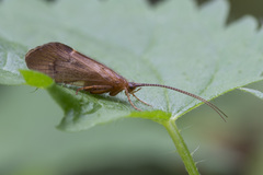 Anabolia